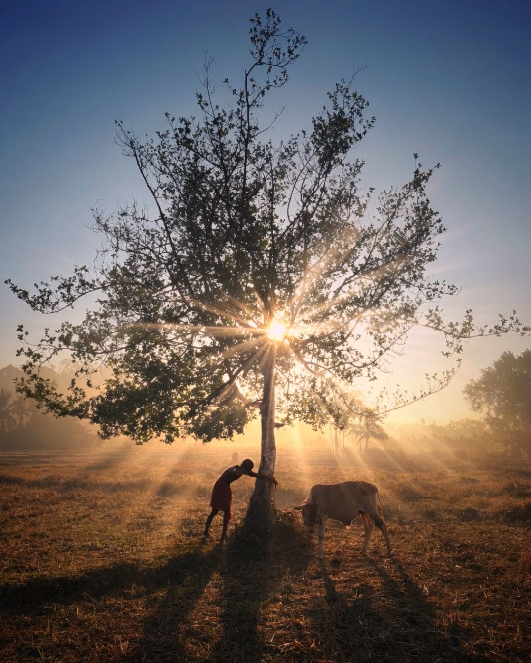 Golden Morning Bond