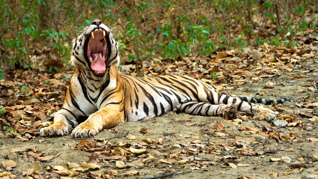 Yawn of the wild