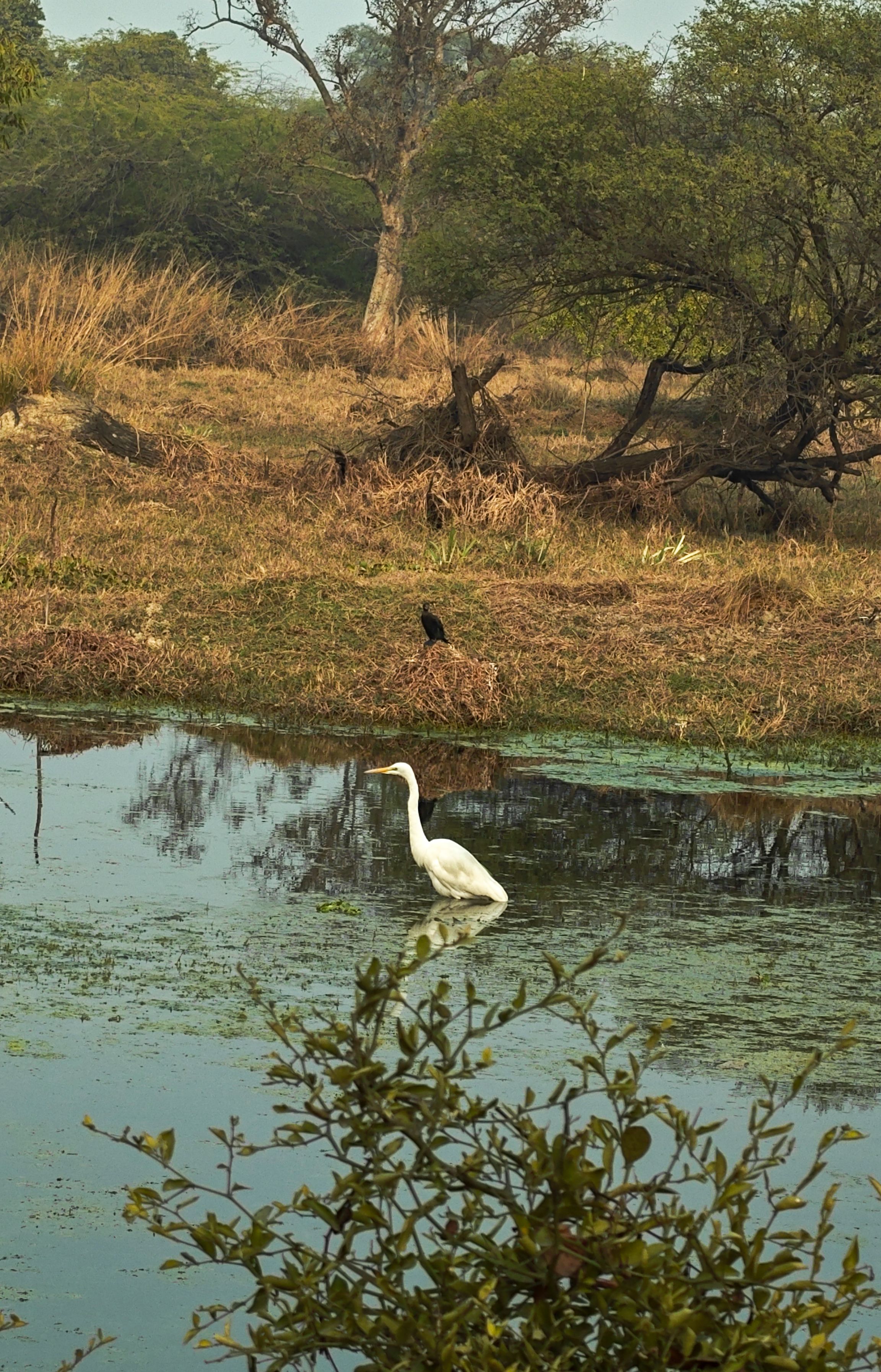 Bird photography along with animal taken from a smartphone