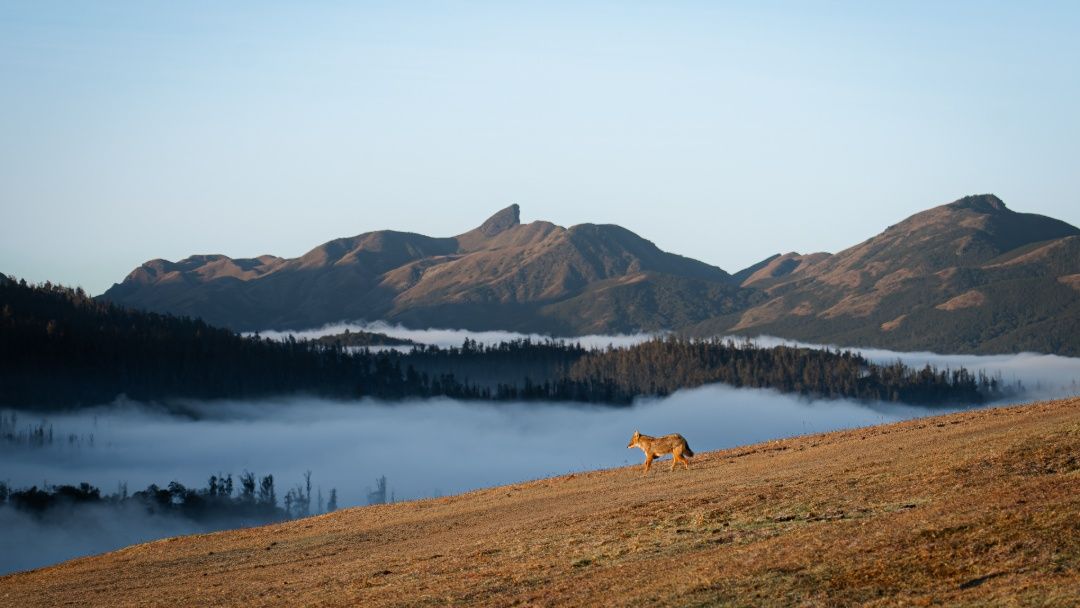 A lone golden jackal owns the stunning Nilgiris landscape,