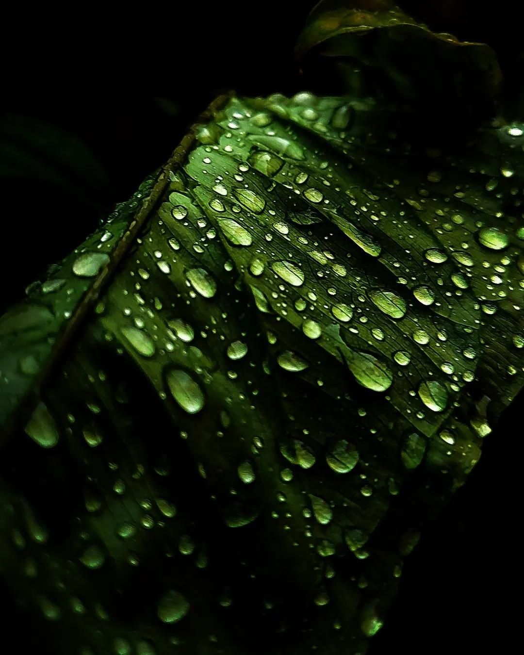 Chasing Light – Macro, Nature and Golden Hour`