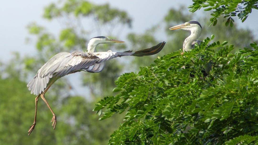 Quiet romance of the wetlands.
